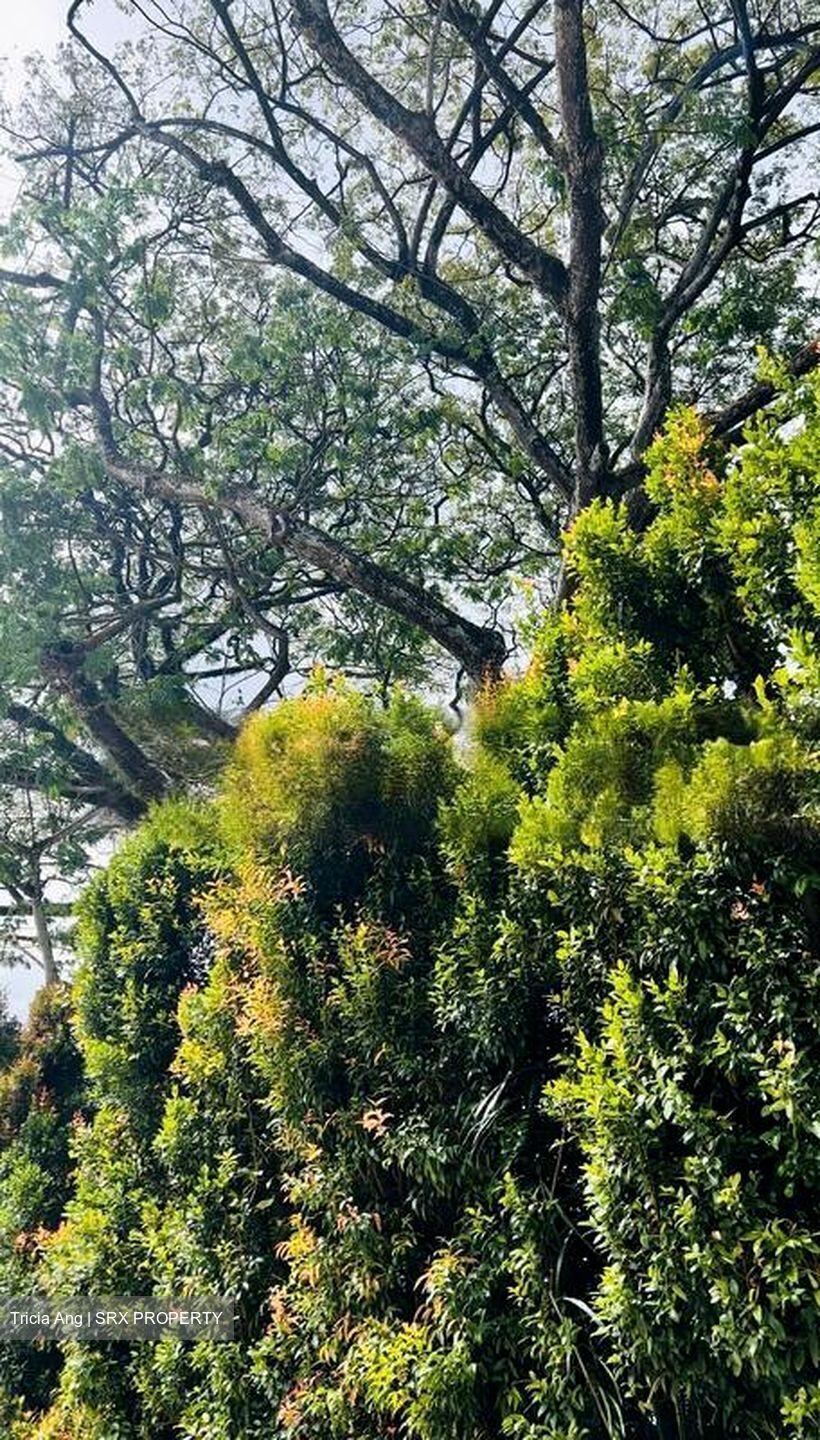 Bin Tong Park (D10), Detached #460160431